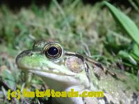 /home//u458753944/public_html/sourcegallery////////////////////////Frogs/Bullfrogs 2020-09 Upper Merion/P9280731.JPG